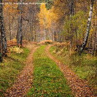 Buy canvas prints of  Autumn on a forest trail in Glen Affric by George Robertson