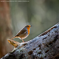 Buy canvas prints of A Robin standing on a fallen tree trunk by George Robertson