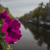 Buy canvas prints of A flower on the Amsterdam Canal  by Luke Dufton