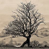 Buy canvas prints of Eglwysilan Kneeling Tree by Bob Morgans