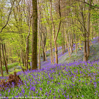 Buy canvas prints of Bluebells, Margam Forest, Wales by Dan Santillo