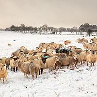 Buy canvas prints of Cold Snowy Sheep by Dan Santillo