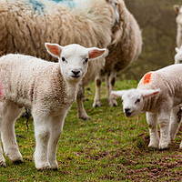 Buy canvas prints of Newborn Lambs in the Brecon Beacons by Dan Santillo