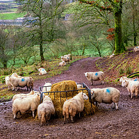 Buy canvas prints of Sheep Feeding in the Brecon Beacons by Dan Santillo
