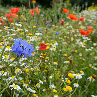 Buy canvas prints of Cornflower and Friends by Jon Rendle