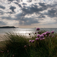 Buy canvas prints of Sea Thrift in Cornwall by Jon Rendle