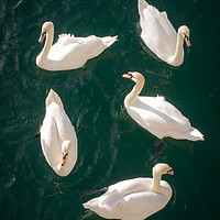 Buy canvas prints of Bevy of Swans by Jon Rendle