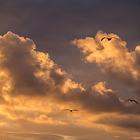 Buy canvas prints of Three Gulls at Sunset by Jon Rendle