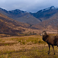 Buy canvas prints of Scottish stag of Glen Etive by Christopher Woloszyk