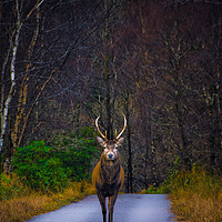 Buy canvas prints of The Marching Stag by Christopher Woloszyk