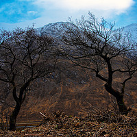 Buy canvas prints of Trees over Glen etive by Christopher Woloszyk