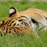 Buy canvas prints of Sleeping Tiger by GLW & EJ Photography