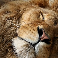 Buy canvas prints of Sleeping Lion by GLW & EJ Photography