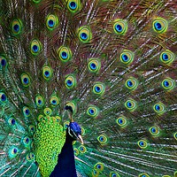 Buy canvas prints of Peacock by GLW & EJ Photography