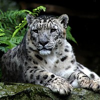 Buy canvas prints of Snow Leopard by GLW & EJ Photography