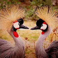 Buy canvas prints of Cranes In Love by GLW & EJ Photography