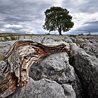 Buy canvas prints of Malham: Lone Tree by Leigh Tickle