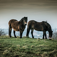 Buy canvas prints of Ponies on the Hills by Ian Richardson