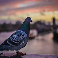Buy canvas prints of Feathered friend at sunrise by Sara Melhuish