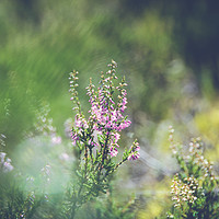 Buy canvas prints of Mystical Heather by Sara Melhuish