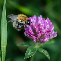 Buy canvas prints of Bee and Clover by Sara Melhuish