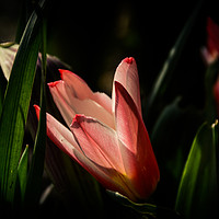Buy canvas prints of tulip shadowland by Sara Melhuish