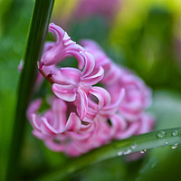 Buy canvas prints of Hyacinth delight by Sara Melhuish