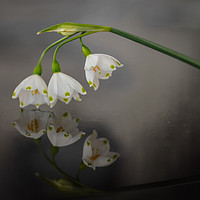 Buy canvas prints of mirrored snowdrops by Sara Melhuish
