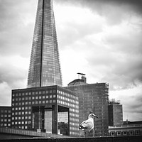 Buy canvas prints of Seagull & The Shard by Sara Melhuish
