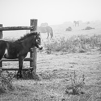 Buy canvas prints of Exmoor ponies in the fog by Sara Melhuish