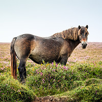 Buy canvas prints of Pony on Exmoor by Sara Melhuish