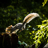 Buy canvas prints of Nesting squirrel  by Sara Melhuish