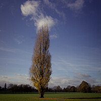 Buy canvas prints of A large green field with tall tree in foreground by Sara Melhuish