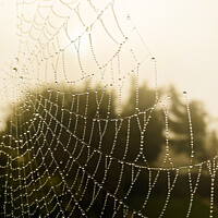 Buy canvas prints of Spiders web covered in dew drops by Sara Melhuish