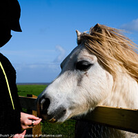 Buy canvas prints of Girl feeding horse by Sara Melhuish