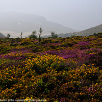 Buy canvas prints of Gorse and heather by Sara Melhuish