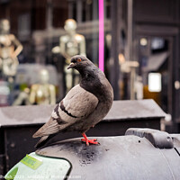 Buy canvas prints of Cheeky pigeon by Sara Melhuish