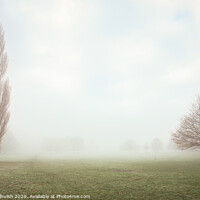 Buy canvas prints of Two trees in the fog by Sara Melhuish