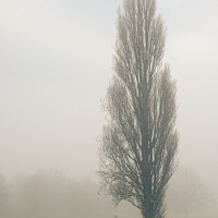 Buy canvas prints of Tall tree in the fog by Sara Melhuish