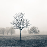 Buy canvas prints of Tree standing proud in the fog by Sara Melhuish