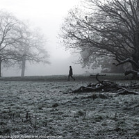 Buy canvas prints of A large tree in a field with man in the background walking through the fog by Sara Melhuish