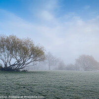 Buy canvas prints of Trees in the mist by Sara Melhuish