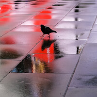 Buy canvas prints of The Piccadilly pigeon by Sara Melhuish
