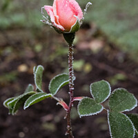 Buy canvas prints of The frost covered rose by Sara Melhuish