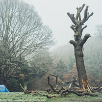 Buy canvas prints of London Park Camping by Sara Melhuish