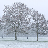 Buy canvas prints of Snow covered trees in London park by Sara Melhuish