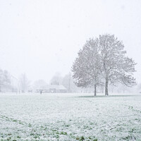 Buy canvas prints of Eltham park in the snow by Sara Melhuish
