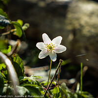 Buy canvas prints of Anemone in the sun by Sara Melhuish