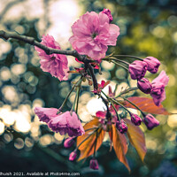 Buy canvas prints of Pink blossoms by Sara Melhuish