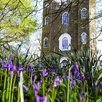 Buy canvas prints of Sevendroog Castle and bluebells by Sara Melhuish